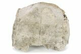 Partial Fossil Tortoise (Stylemys) - South Dakota #285672-2